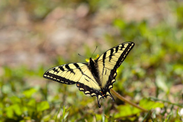 Pale Swallowtail  Butterfly with wings open.