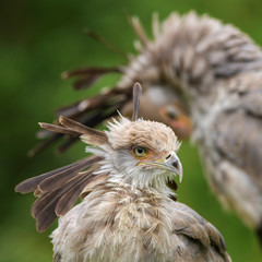 Secretarybird - Sagittarius serpentarius, iconic bird from African savannas, Etosha National Park, Namibia.