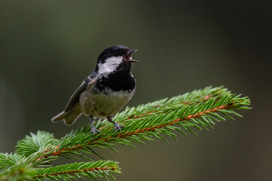 Coal tit (Parus ater) a cute songbird singing form a pine branch. Small bird with black and white head in a dark forest. Wildlife scene from nature. Czech Republic