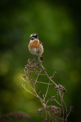 Whinchat (Saxicola rubetra) small songbird with orange breast and white stripe on head. Cute songbird sitting on a plant in grassy habitat with green background wildlife scene nature Czech Republic