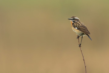 Whinchat (Saxicola rubetra) small songbird with orange breast and white stripe on its head Cute songbird sitting on a plant in grassy habitat with soft background wildlife scene nature Czech Republic