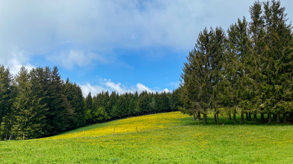 Frühling im Schwarzwald 