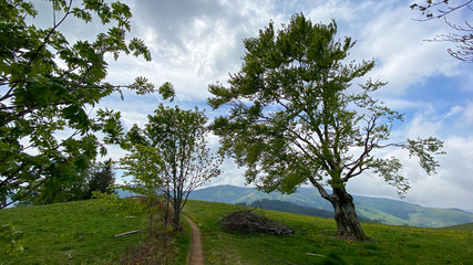 Frühling im Schwarzwald 