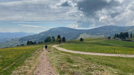Fr&uuml;hling im Schwarzwald 