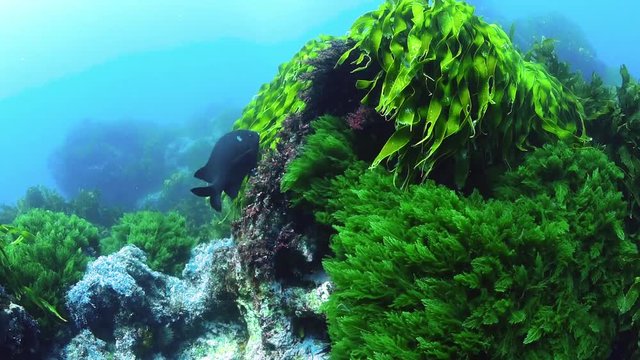 Fish swimming through green seagrass and kelp at the Poor Knight Islands 