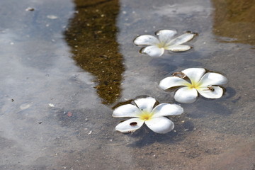 White Temple Flowers