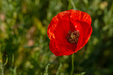 Flowers red poppies bloom in wild field. Beautiful field of red poppies with highlighted focus. Soft light. Toning. Creative Creative Processing Natural Background