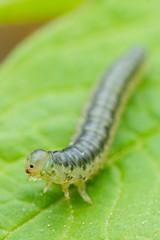 Kleine Raupe auf einem grünen Blatt