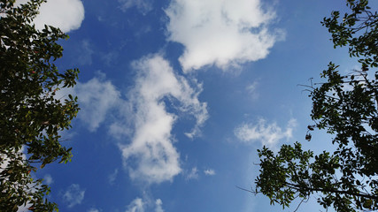 Obraz premium The weather landscape of blue sky and white clouds