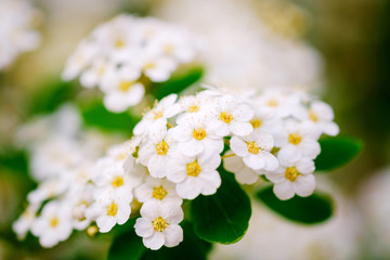 Beautiful white blossoms of alyssum in spring also known as sweet alison blooming.