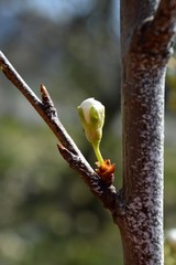 one cherry bud in the spring