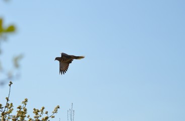 gray pigeon in flight