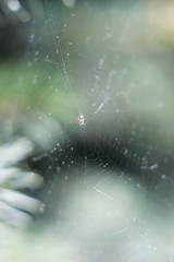 spider web macro