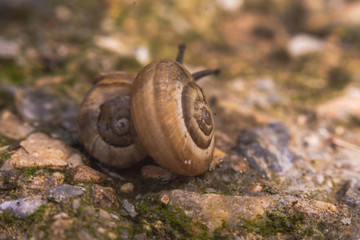 Close up photography of snail in nature