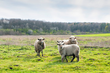 Goats eat hay on a Sunny day behind the fence. Two white house goats with ropes around their necks