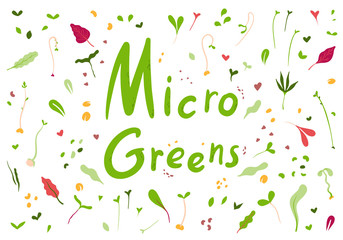 Microgreens or baby greens.Fresh microgreens on a white background