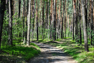 Pine forest and winding footpath, soft selective focus