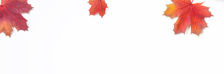 Beautiful autumn background with red, orange and yellow maple leaves on white background. Space for text, flat lay