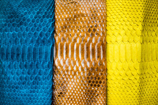 three different tones of trendy painted snake python skin surface