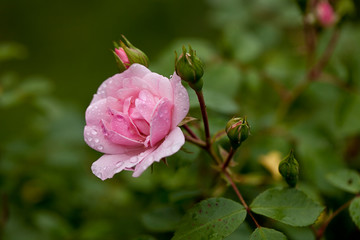 Pink Garden Rose Close Up