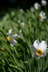 spring daffodil flower in the garden