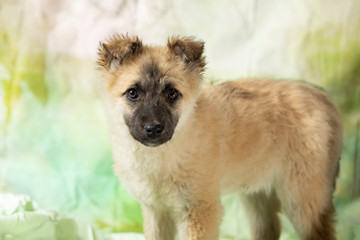 Little cute fluffy purebred puppy looking at camera. Photo for stray dog extension.