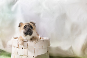 Portrait of stray dog in in basket photo studio with copy space. International Homeless Animals Day.