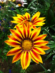 Yellow flowers of Gazania or Treasure Flowers in the garden