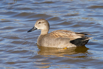 Ánade friso (Mareca strepera),  sobre la laguna descansando.