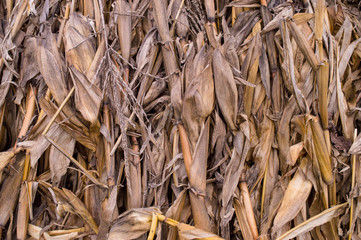 Background of dry stalks of corn. Crops planted densely folded into a stack of stalks in a field. Agriculture, autumn work. Close-up. Floral background.