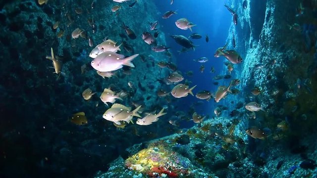 Group of fish at the Poor Knights Islands Marine Reserve in New Zealand