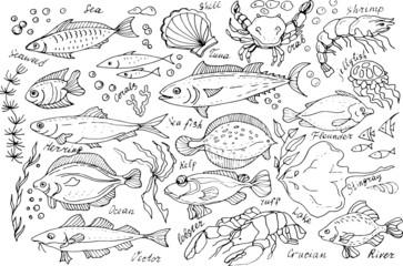 
Fish hand-drawn illustration. Doodle, sketch. Seth individual elements on a white background. Sea animals, crab, cancer, shells, seaweed.
