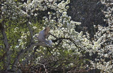 gray pigeon in flight