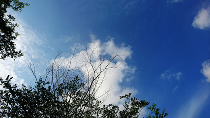 The weather landscape of blue sky and white clouds
