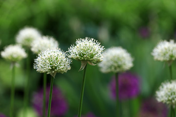 Obraz premium Big white and Purple allium flower in the morning light in the natural environment in the perennial cottage garden. 