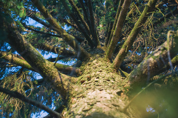Green concept. Top tree with green Leaves shot from below and sun light.