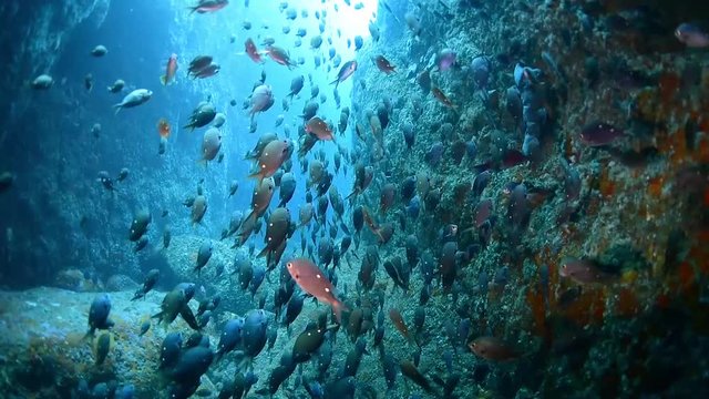 A large group of small fish at the Poor Knights Islands Marine Reserve in New Zealand