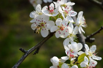 a bee flies towards a pear flower
