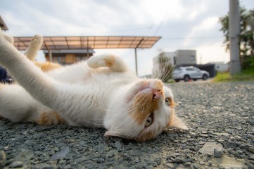 寝転がる猫　茶白猫