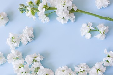 Obraz na płótnie Canvas Small white flowers and a flowering branch are on a sky blue background. This is the place for your beauty products and text. Background for the product. flower frame, Top view