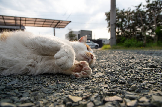 寝転がる猫　茶白猫