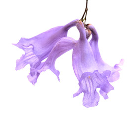 Flowers of blue jacaranda, Jacaranda mimosifolia, isolated on white 