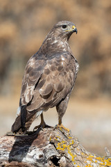 Common buzzard, Buteo buteo, vertical shot of an individual perched on a log on a uniform background.