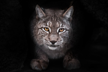 lynx full face sits and seriously looks at you on a night background - 349173075