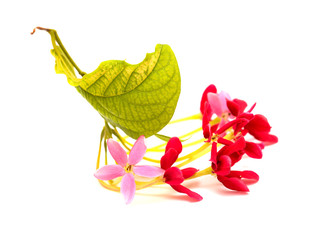 Combretum indicum, Chinese honeysuckle flowers isolated on white