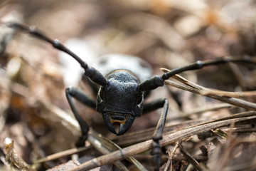 Beetle Morimus funereus photographed up close. Endangered species.