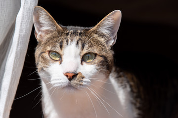 眩しそうな猫　キジトラ猫