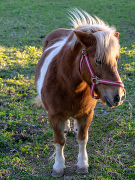 a portrait of a small and beautiful pony, the pony is in the pasture