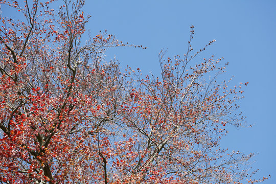 Rotes Laub an an einer Rotbuche im Fr&uuml;hling, Deutschland