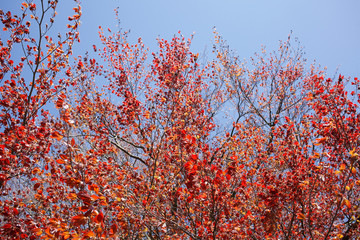 Rotes Laub an an einer Rotbuche im Frühling, Deutschland